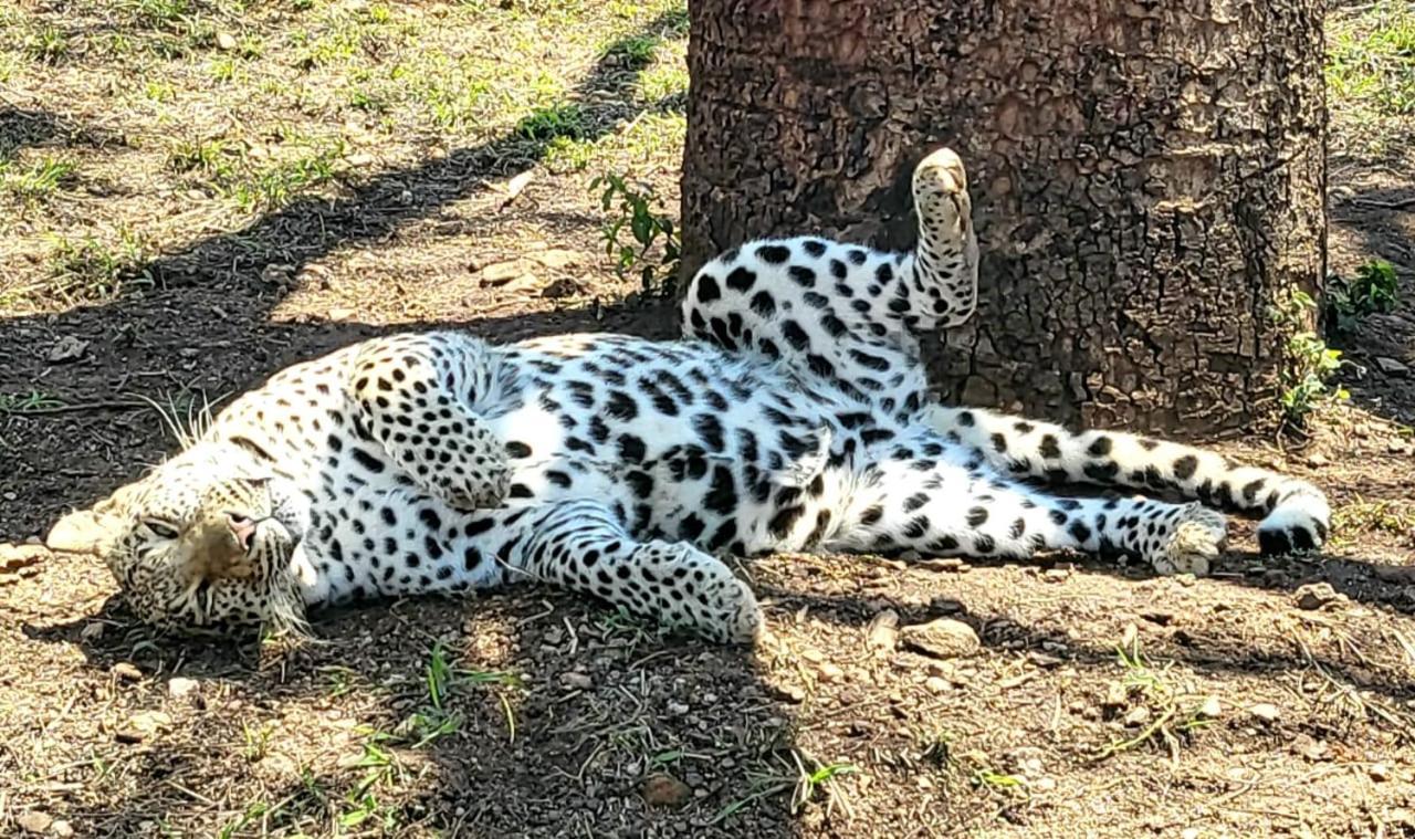 Pumbaa Wildlife Park & Accommodation Mbombela Exterior photo
