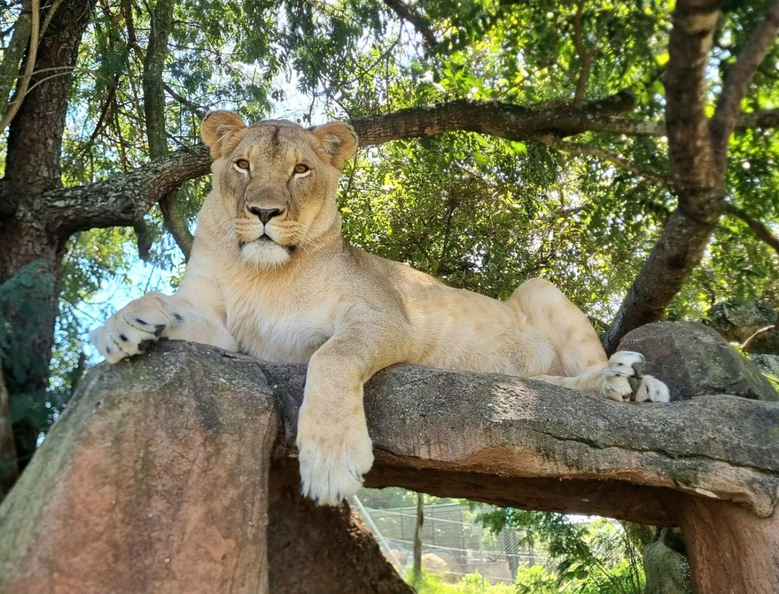 Pumbaa Wildlife Park & Accommodation Mbombela Exterior photo