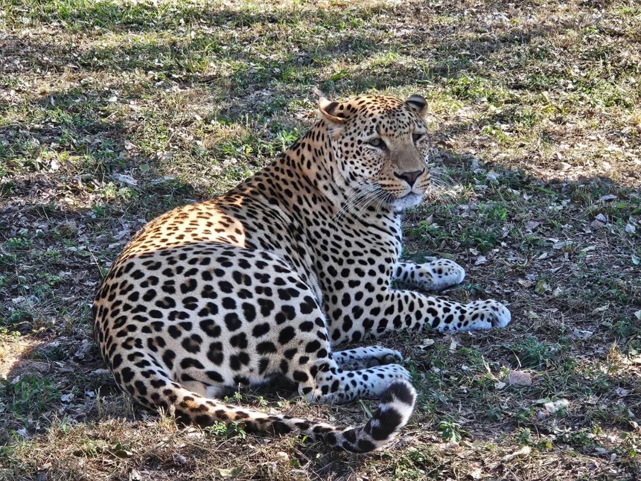 Pumbaa Wildlife Park & Accommodation Mbombela Exterior photo